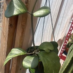 Hoya Kerrii Plants 
