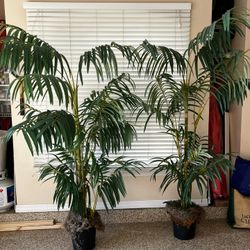 Two Silk Palms