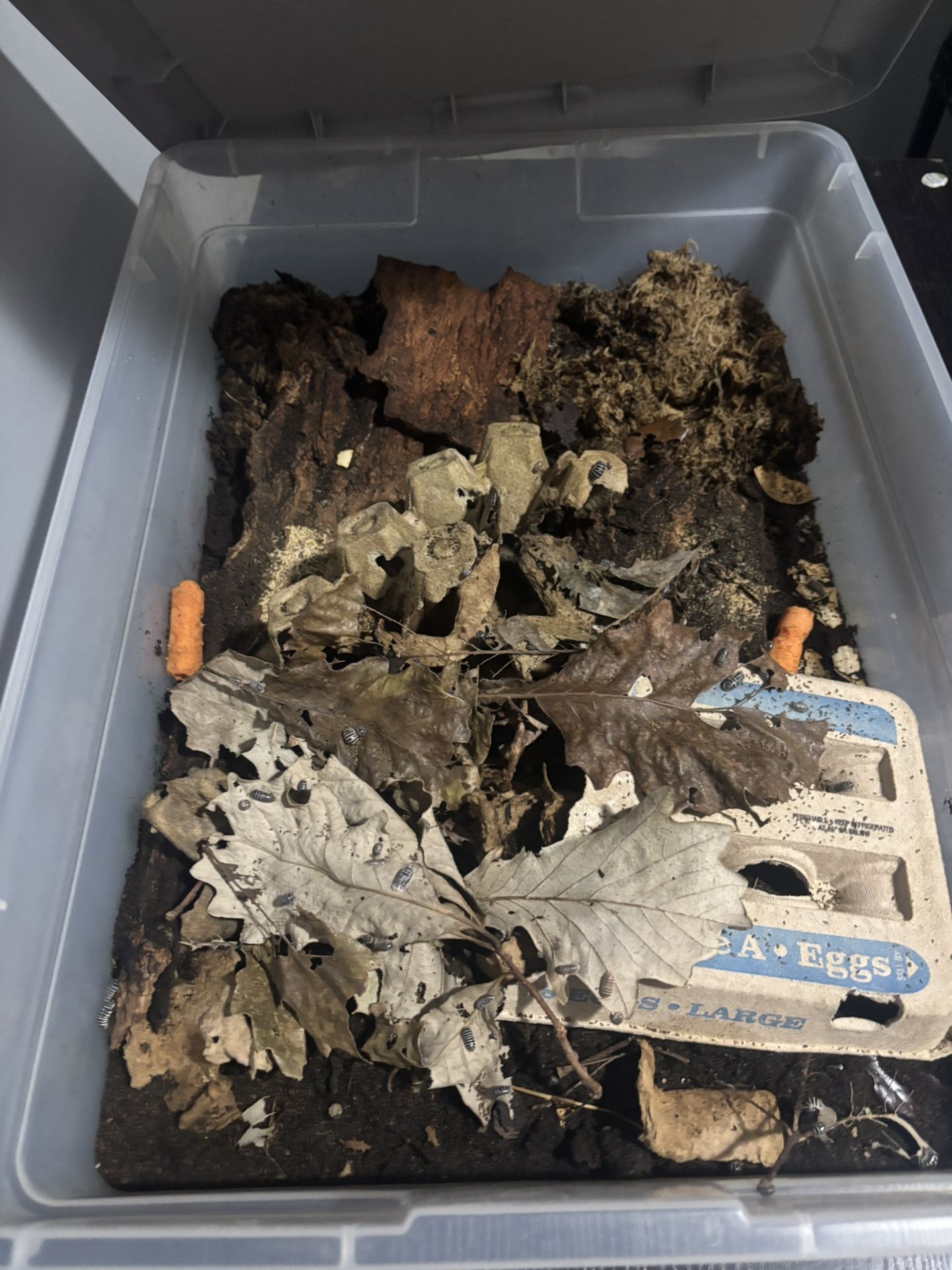 Terrarium Isopod Decor More