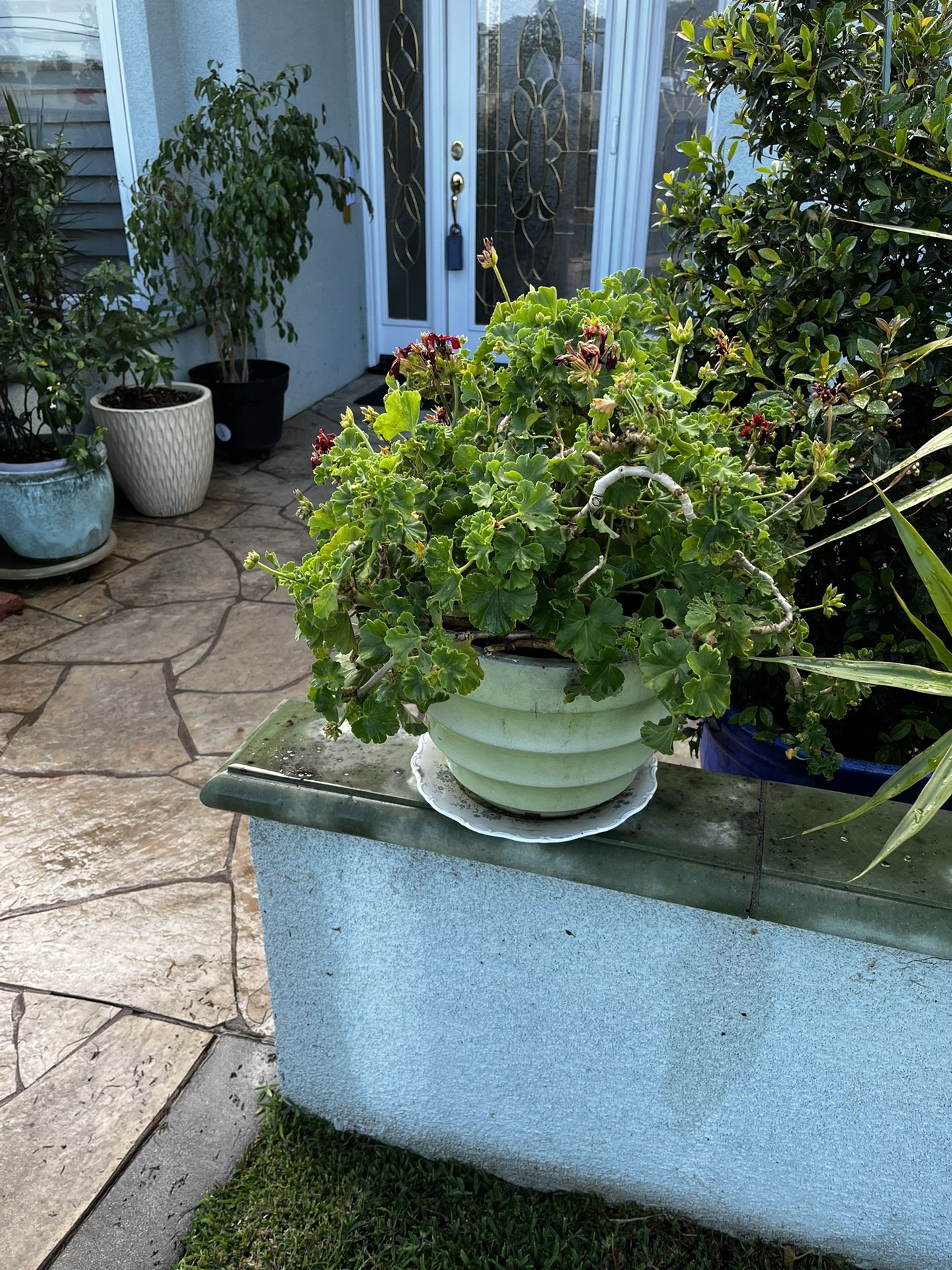 Flower and Pots 