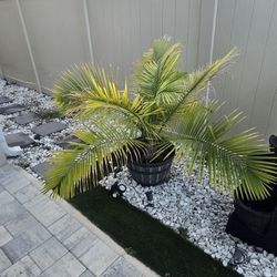 5 Plants For Sale $30 For The Large Ones And $10 For The Small