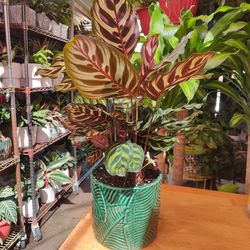 Calathea Peacock Prayer Plant