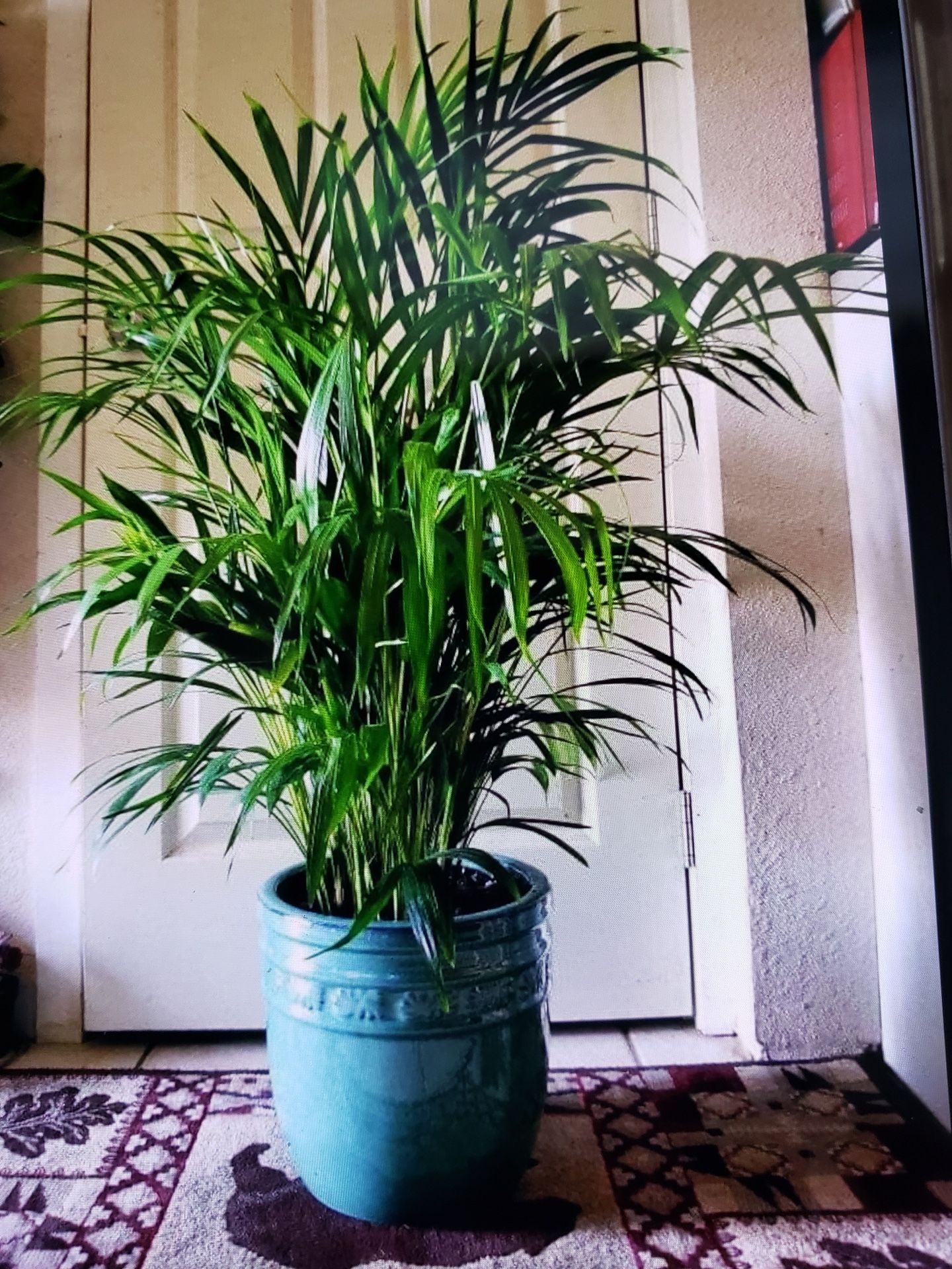 $39 Each Beautiful Plant