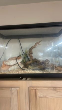 Heated reptile tank