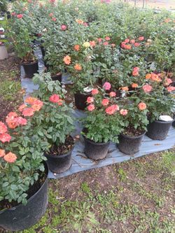Rosas Y Mas