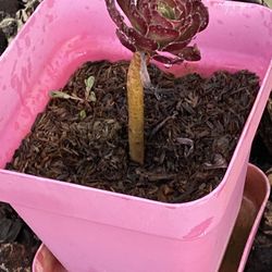 Succulent plant