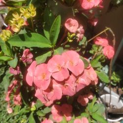 Corona De Cristo Flor Chica