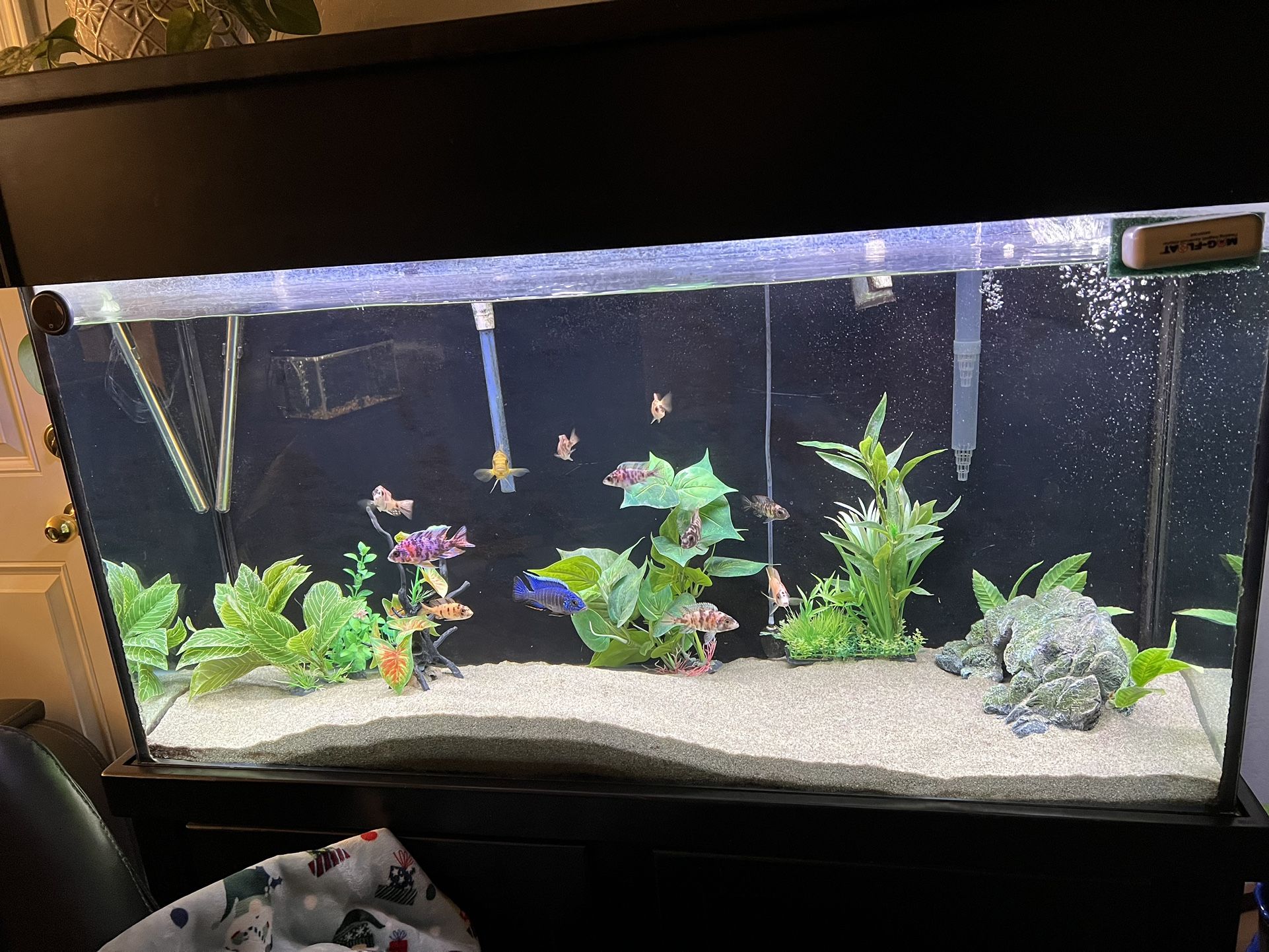Fish Tank 75 Gallon