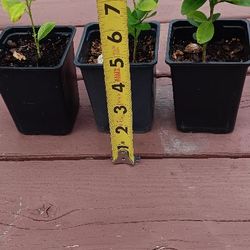 Lime Plants 