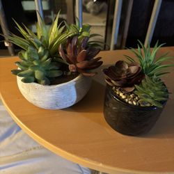Succulent Decor 