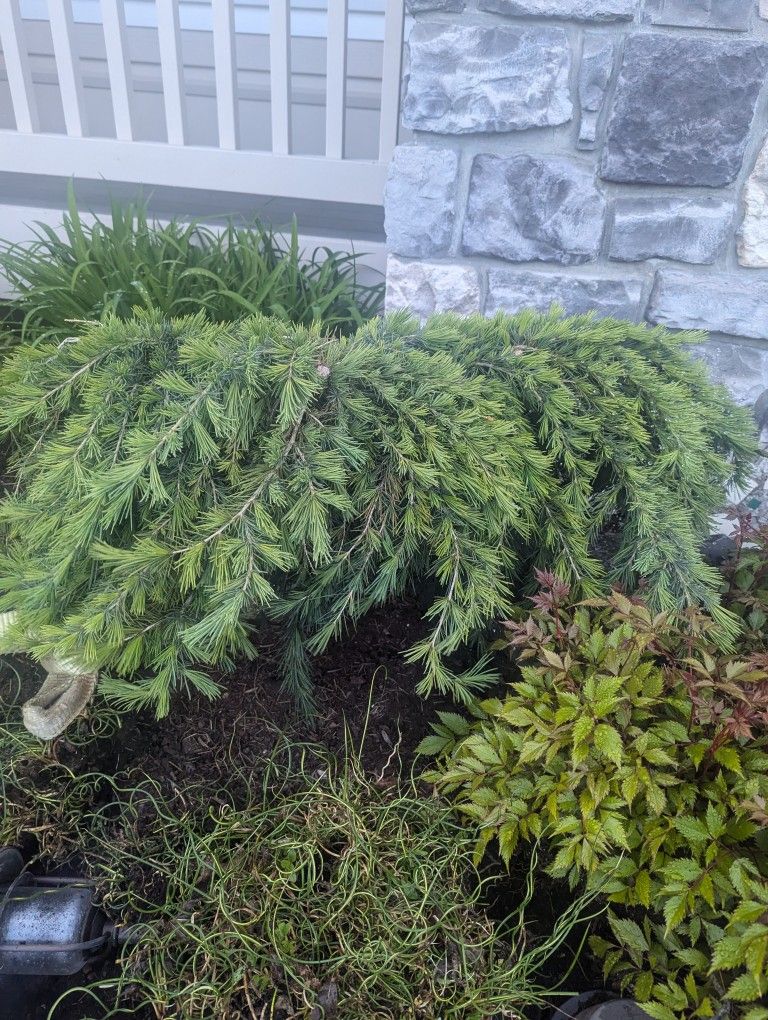 Evergreen Shrub (Free)