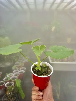 (Japanese Punkim)Kabocha Squash plant