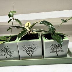 Three Hoyas - One Price 