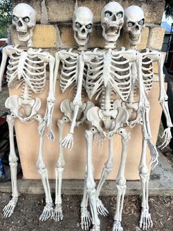 Life-Size Halloween ultra posable Skeletons $30 each