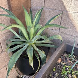 large agave plant / outdoor plant / cactus