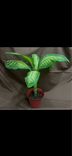 Dieffenbachia Compacta Tropical Snow Plant In 7” Self Watering Pot