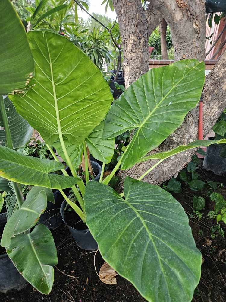 15 Gallons Elephant Ear Plant