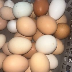 Eggs /huevos 