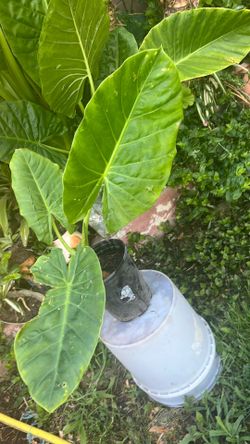 Planta oreja de elefante