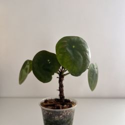 Pilea Plant