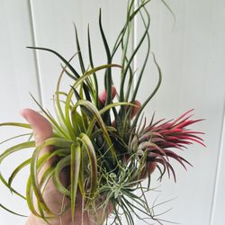 Air Plant Bundle 