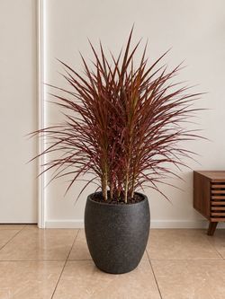Large Red Dracaena Plant colorama