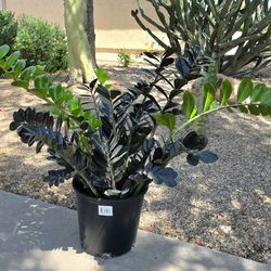 ZZ Black Raven Plant RARE Huge XXL #1