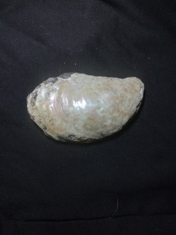 Oyster / Rock