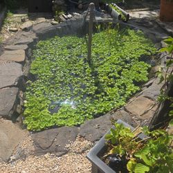 Free Water Lettuce And Hyacinth 
