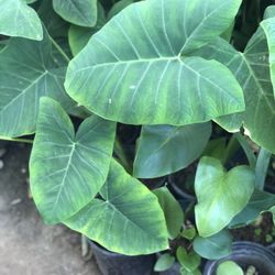 Oreja De Elefante 🐘 En Maceta En Riverside Tengo Muchas Más Plantas Checa Mi Página