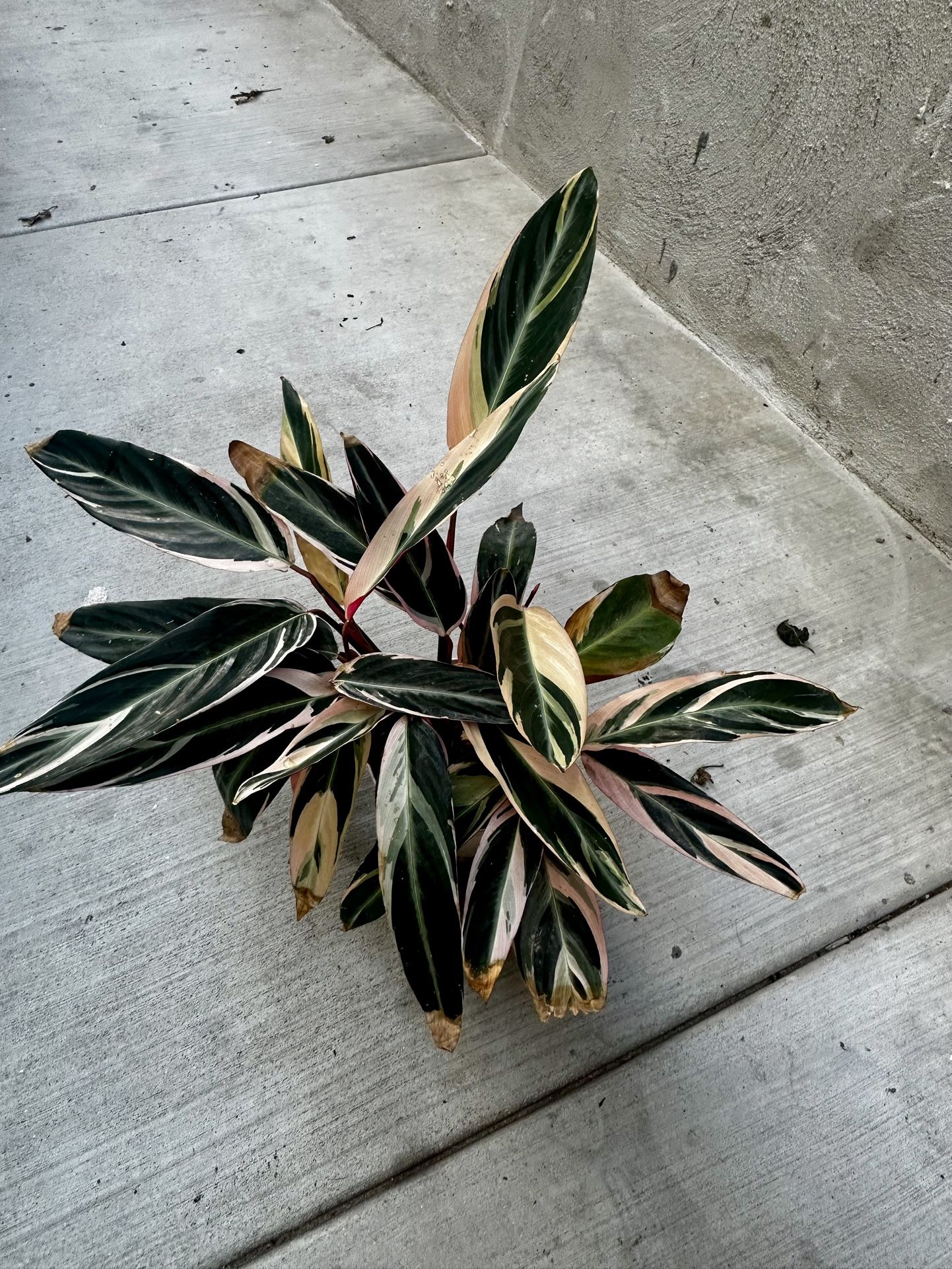 Stromanthe Triostar 6” Live Plant