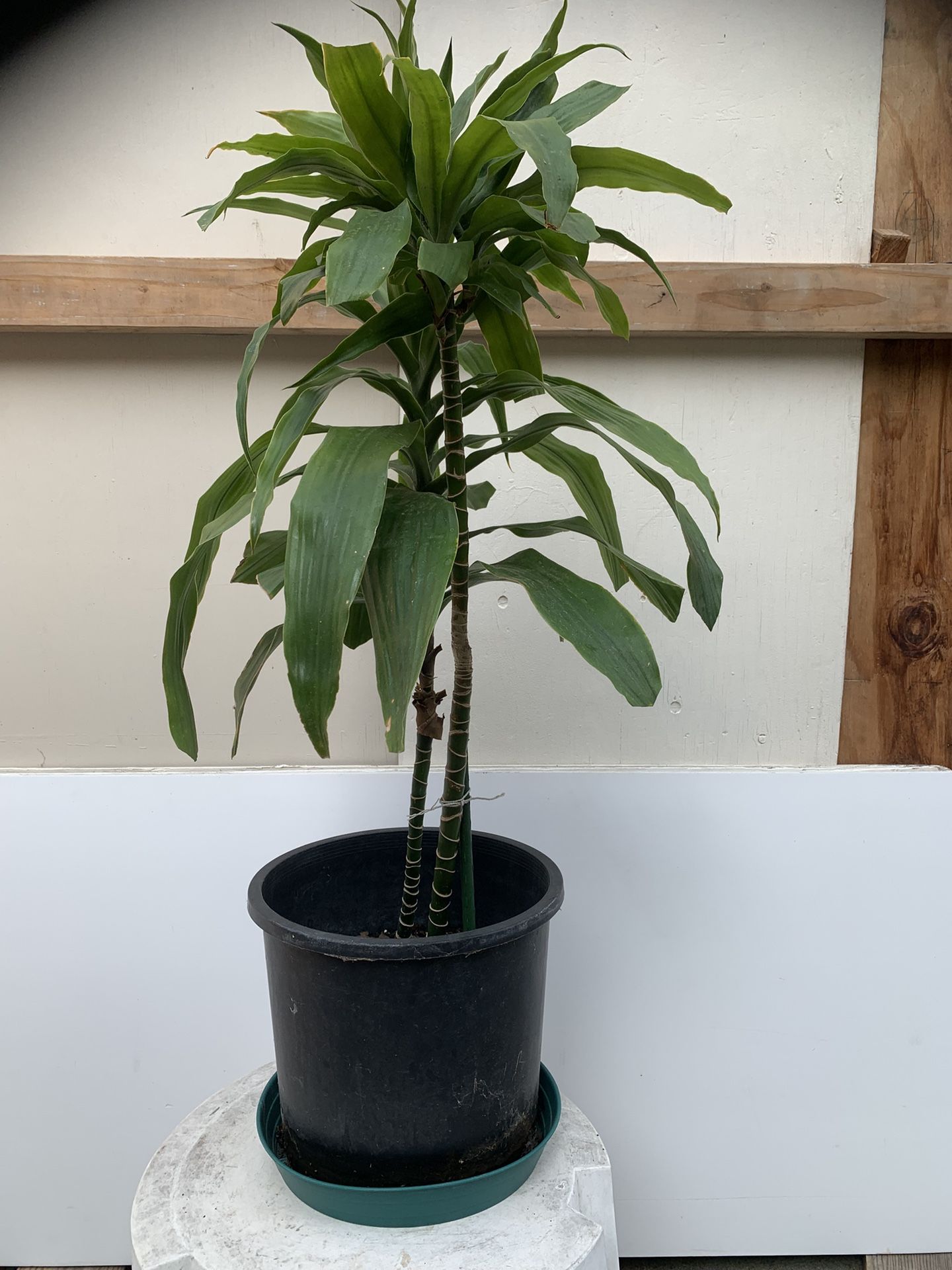 Dracaena Plant (長青樹)