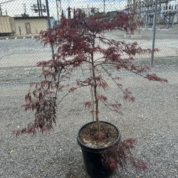 Crimson Queen Japanese Maple 