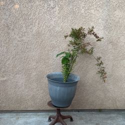 Planta De Granada 