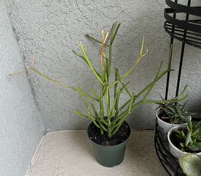 Pencil  cactus  plant