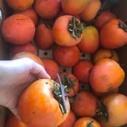 Persimmon Organic Home Grown Fresh Picked 20 For $20
