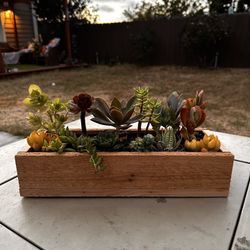 Succulent Planter boxes