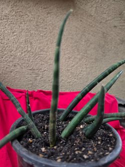 Sanseveria cylindrica,lanza africana,sanseveria tubular