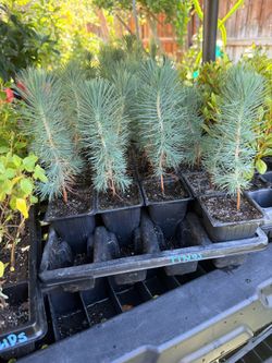 Plants