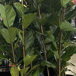 Fiddle Leaf Fig - Ficus Lyrata  $100