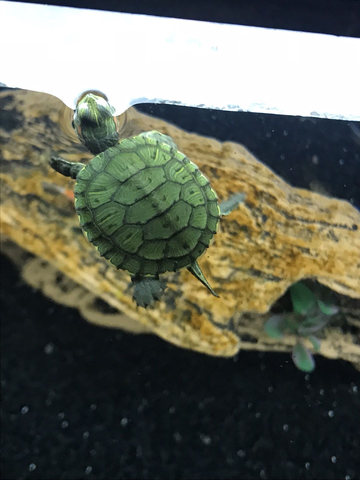 Yellow belly turtle