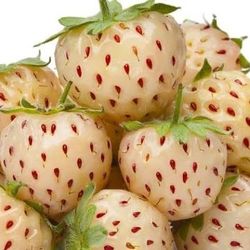 Pineberries White Strawberries