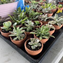 Succulent Mini Pots Party Favors