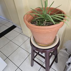 Aloe vera  🪴 Plant  With  Ceramic  Pot And Stand 