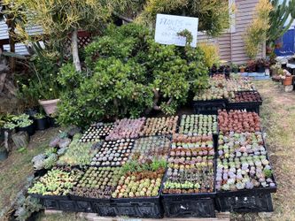 Plants For You