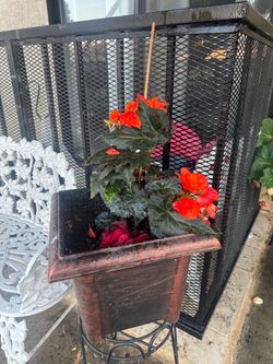 Begonia Plant in Square Pot