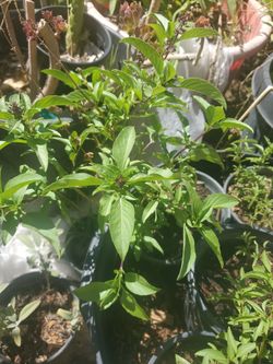 Basil