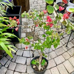 3’ Pink Bougainville