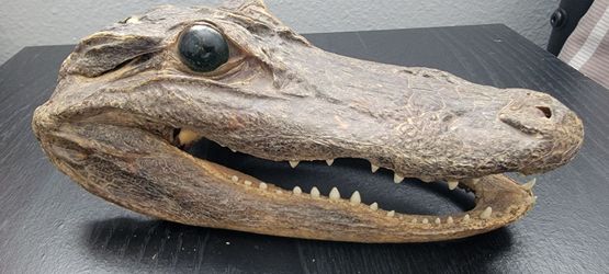 Real Taxidermy Alligator Head