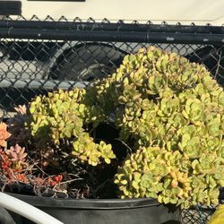 Tray of mixed/variety SUCCULENT plants